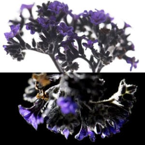 Heliotrope, an olfactory ingredient used by the Society of Scent