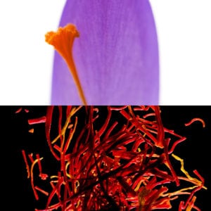 Saffron, an olfactory ingredient used by the Society of Scent