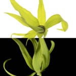 Ylang Ylang