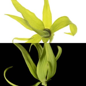 Ylang Ylang, an olfactory ingredient used by the Society of Scent