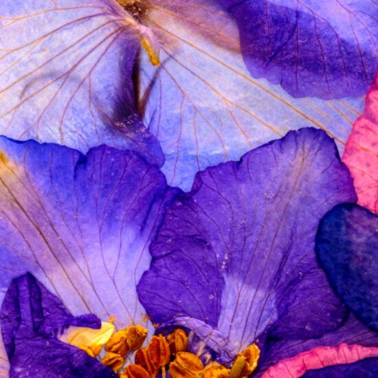 lavande-iris-postcard