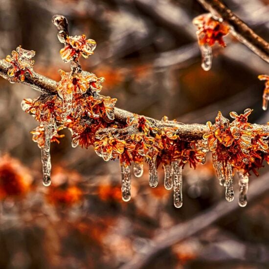 erable-sucre-postcard