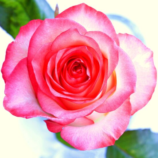 rose-verveine-postcard