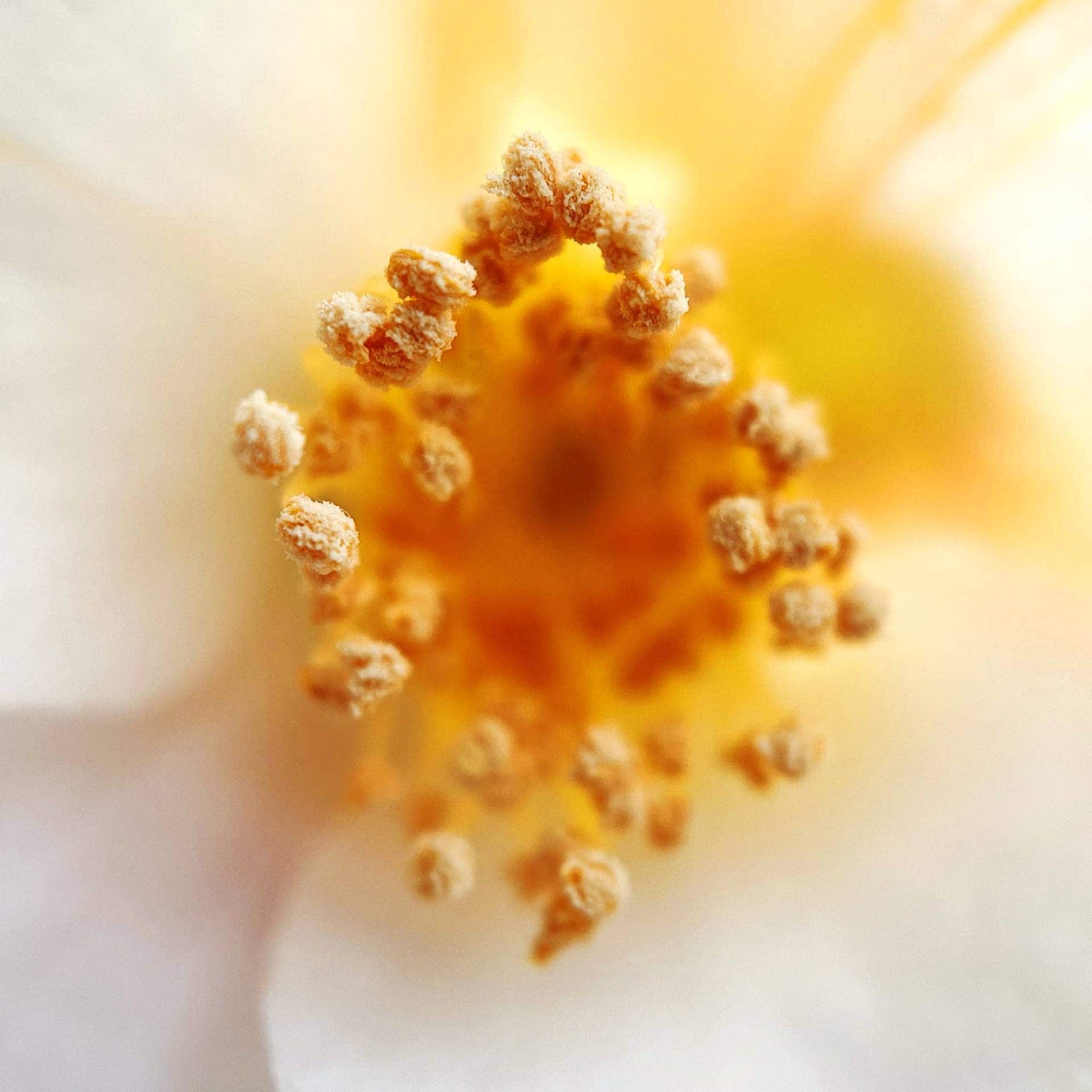 fleur-d-oranger-miel-postcard