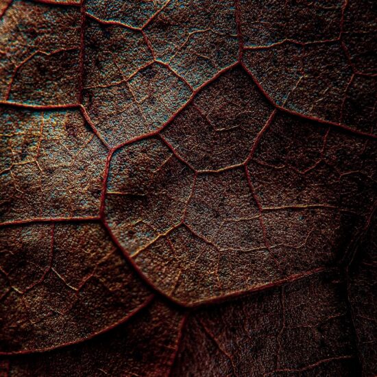 chocolat-patchouli-postcard