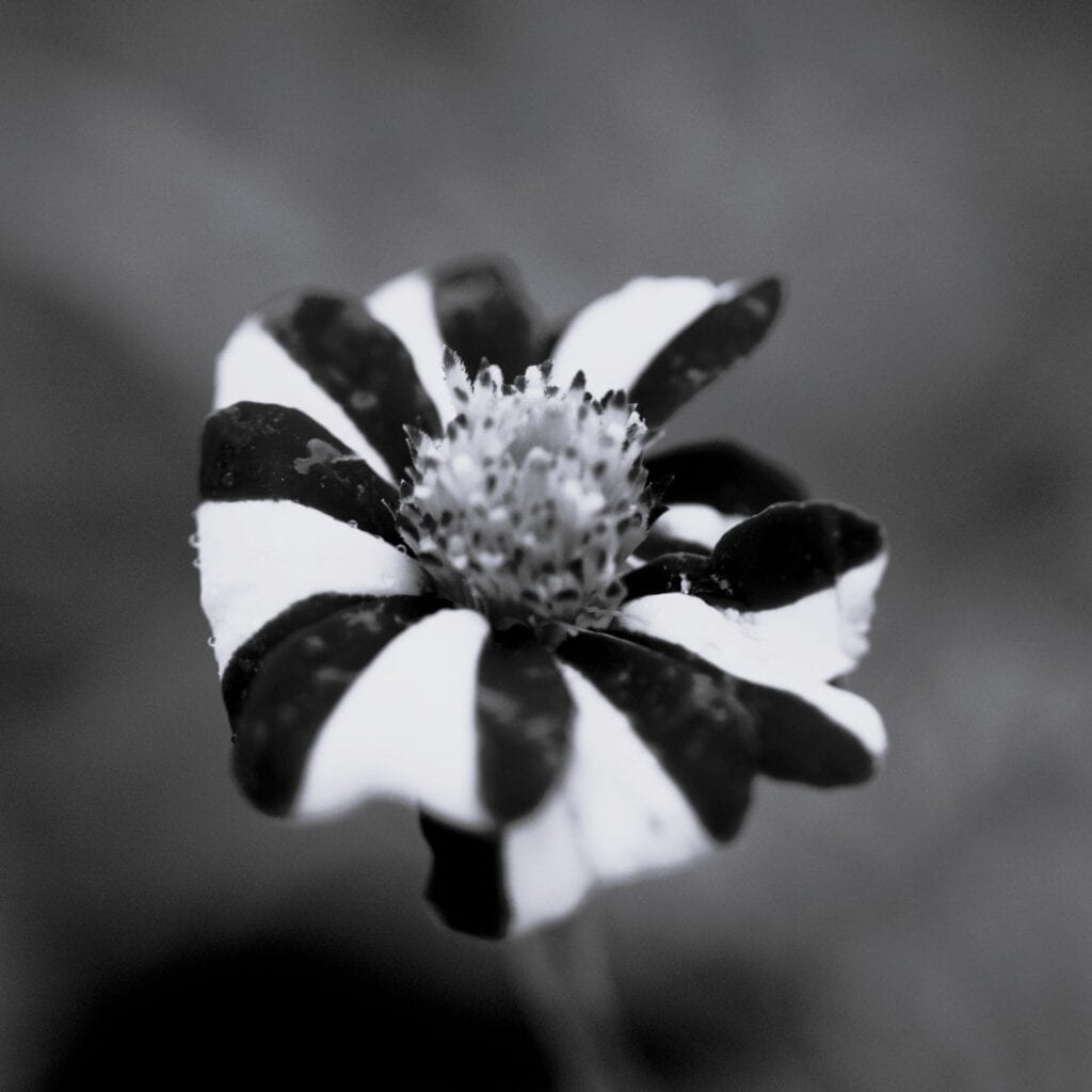 society-of-scent-in-the-press